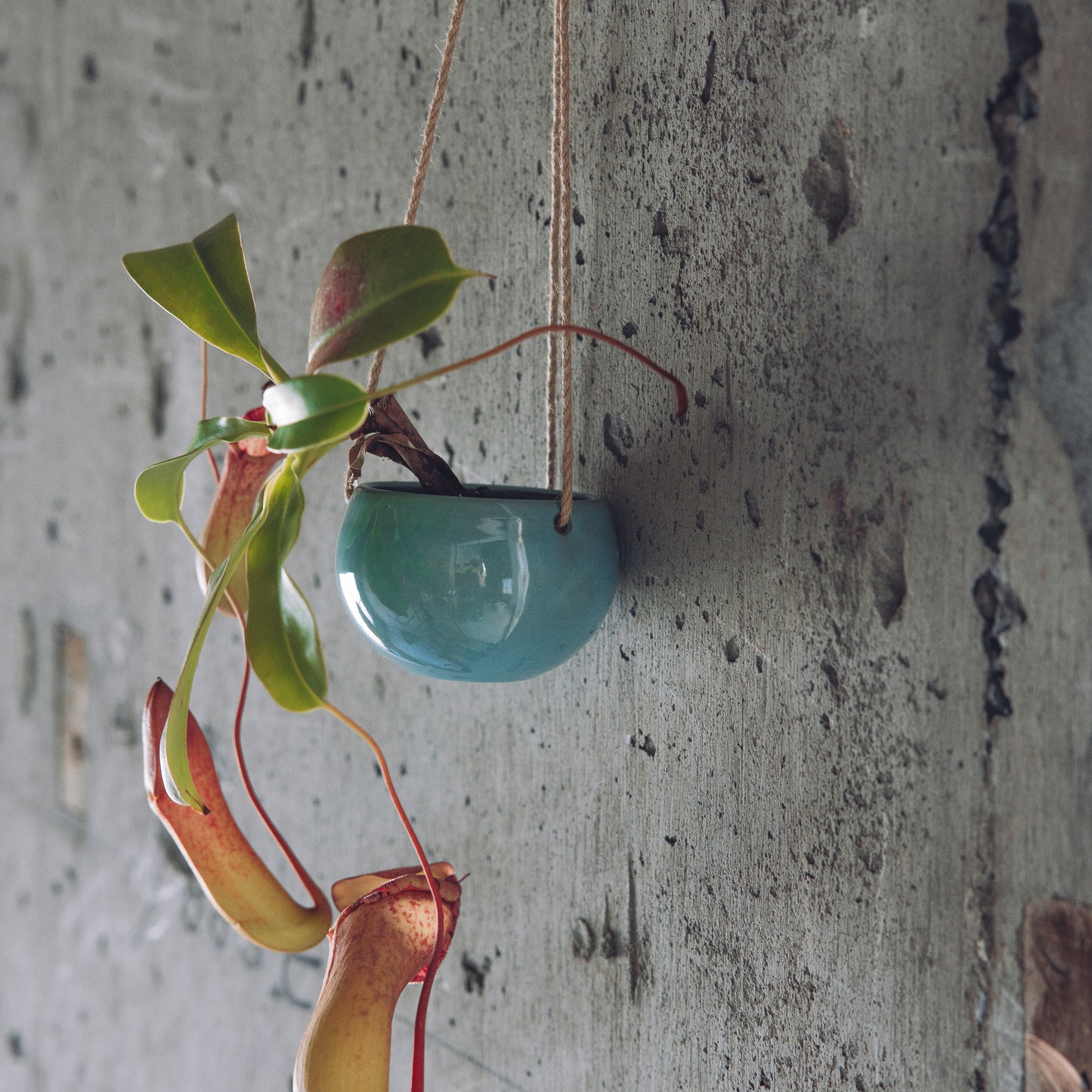 雲善窯 土屋知久 植木鉢 【お椀型・ミントグリーン・小】